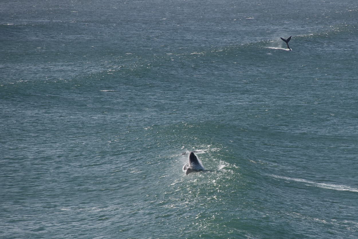 Whale watching